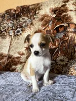Churro, a male Chihuahua for sale in Hermiston, OR – 2 of 3