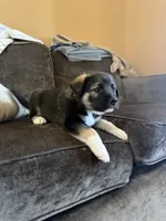Blue, a male Border Collie and Norwegian Elkhound for sale in Hermiston, OR – 2 of 2