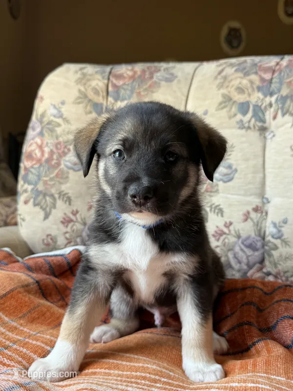 Blue – Border Collie, Norwegian Elkhound puppy for sale in Hermiston, OR