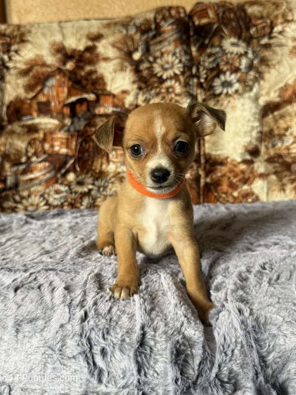 Roxy – Chihuahua puppy on hold in Hermiston, OR