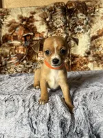 Roxy, a female Chihuahua for sale in Hermiston, OR – 1 of 4