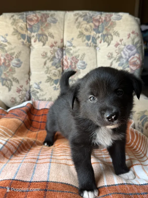 Koda – Border Collie, Norwegian Elkhound puppy for sale in Hermiston, OR