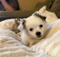 Birch, a male Chihuahua for sale in Hermiston, OR – 3 of 4
