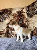 Churro, a male Chihuahua for sale in Hermiston, OR – 3 of 3