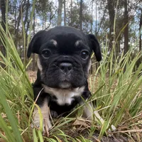 Betty, a female French Bulldog for sale in Gainesville, FL – 1 of 1