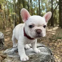 Ruby , a female French Bulldog for sale in Gainesville, FL – 1 of 1