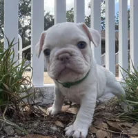 Minnie, a female French Bulldog for sale in Gainesville, FL – 1 of 1