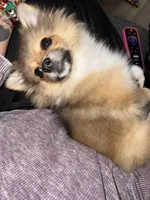 Zoey, a female Pomchi for sale in Mount Washington, KY – 2 of 6