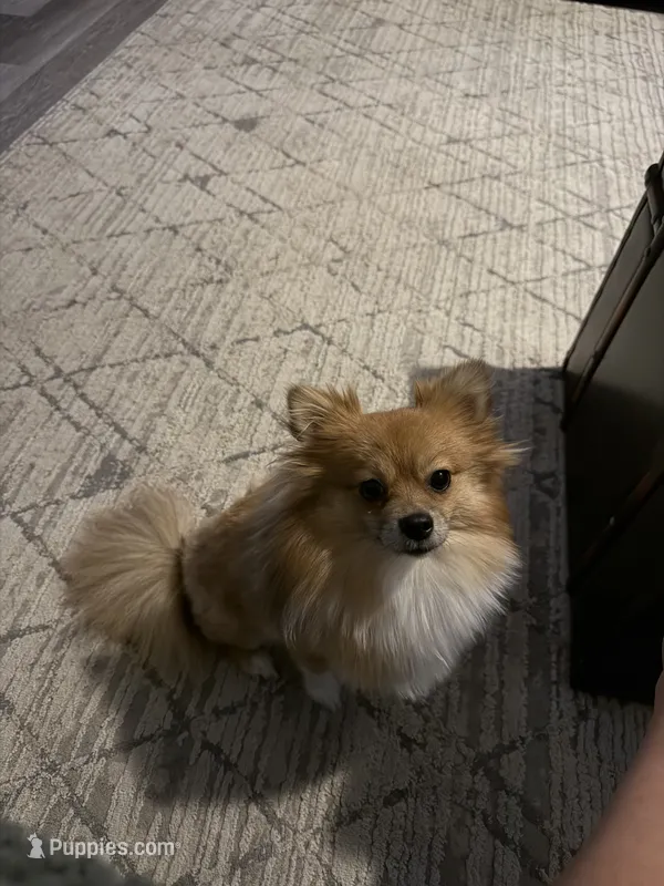 Zoey – Pomchi puppy for sale in Mount Washington, KY