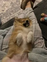 Zoey, a female Pomchi for sale in Mount Washington, KY – 3 of 6
