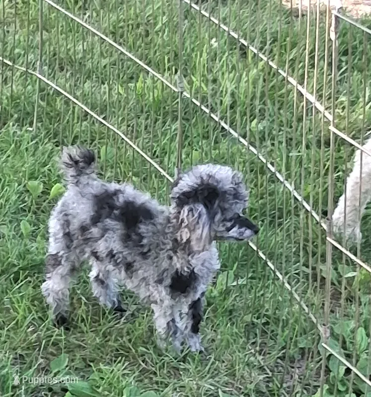 Spice – Poodle - Toy  puppy for sale in Mexico, MO