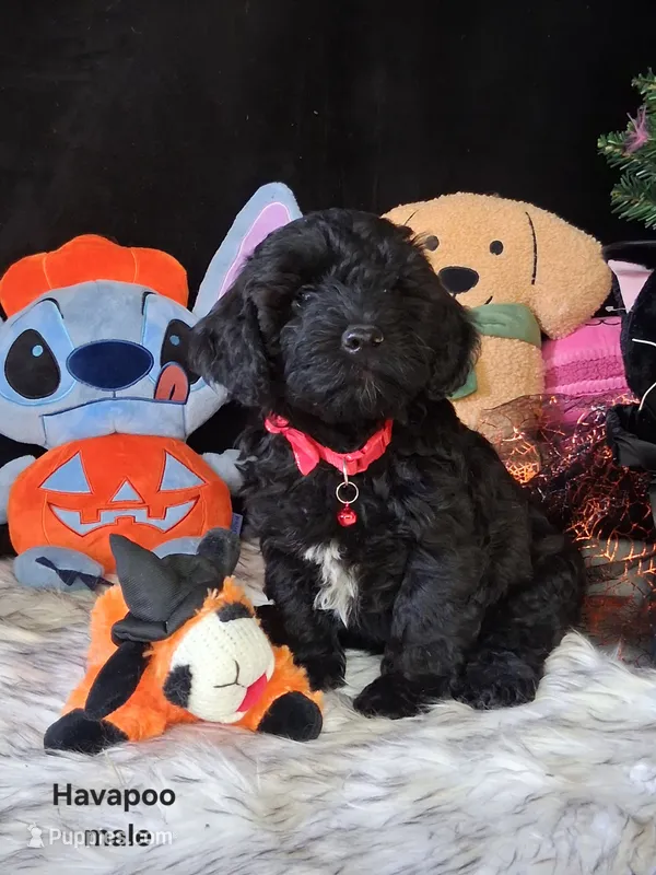 Toby – Havapoo puppy for sale in Mexico, MO