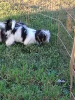 Tommy, a male Morkie for sale in Mexico, MO – 6 of 8