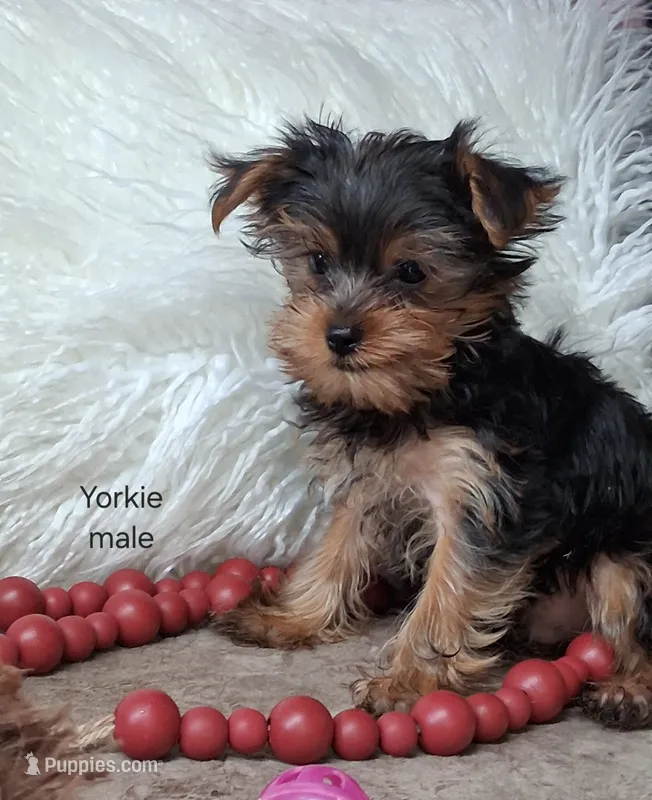 Luke – Yorkshire Terrier puppy for sale in Mexico, MO