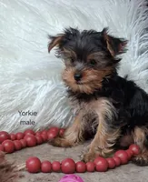Luke, a male Yorkshire Terrier for sale in Mexico, MO – 1 of 6