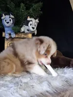 Waylon, a male Miniature Australian Shepherd for sale in Mexico, MO – 4 of 8