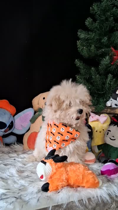 Chance, a male Maltipoo for sale in Mexico, MO – 4 of 5