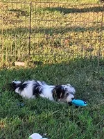Tommy, a male Morkie for sale in Mexico, MO – 8 of 8