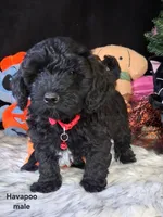 Toby, a male Havapoo for sale in Mexico, MO – 7 of 7