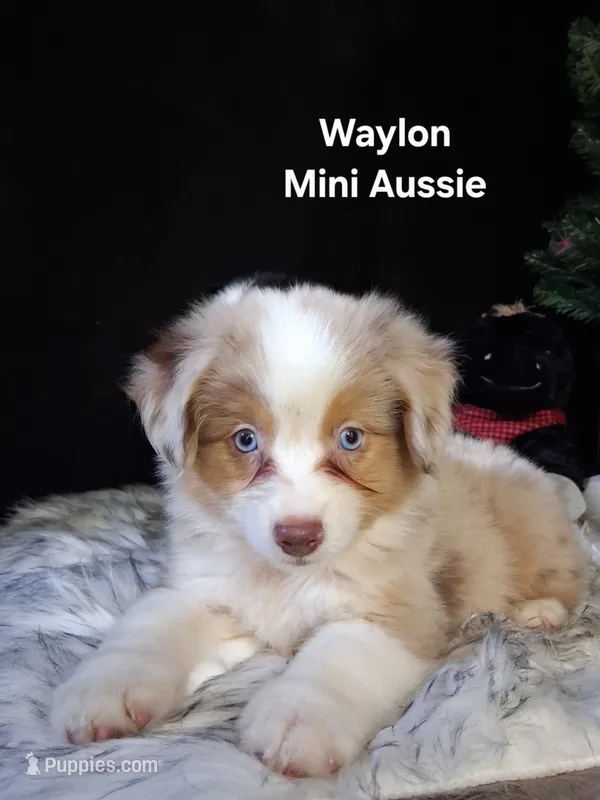 Waylon – Miniature Australian Shepherd puppy for sale in Mexico, MO