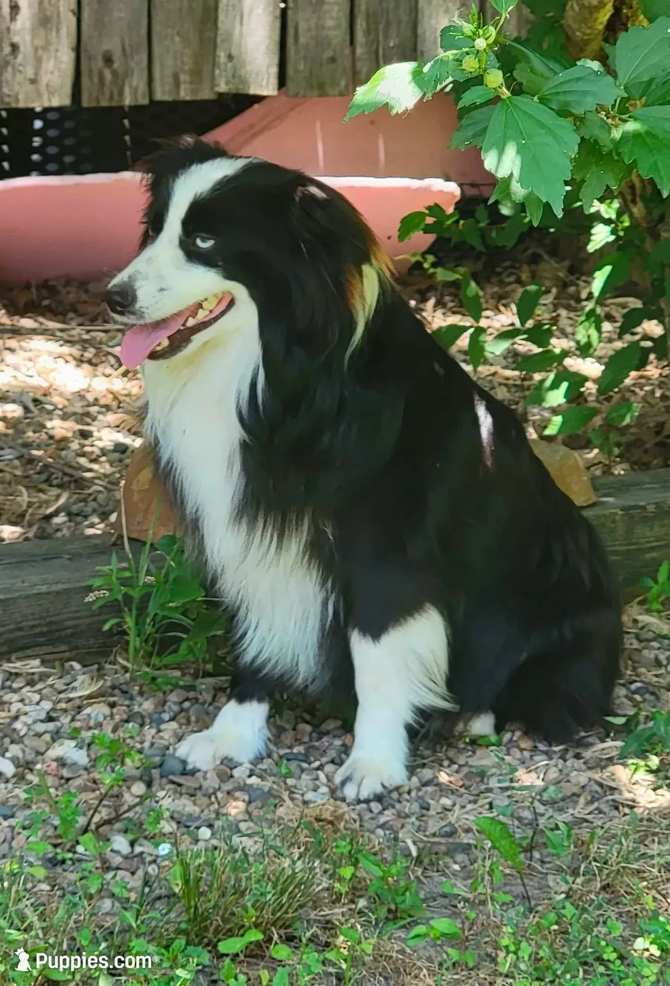 Dolly, a female Miniature Australian Shepherd for sale in Mexico, MO – 8 of 8