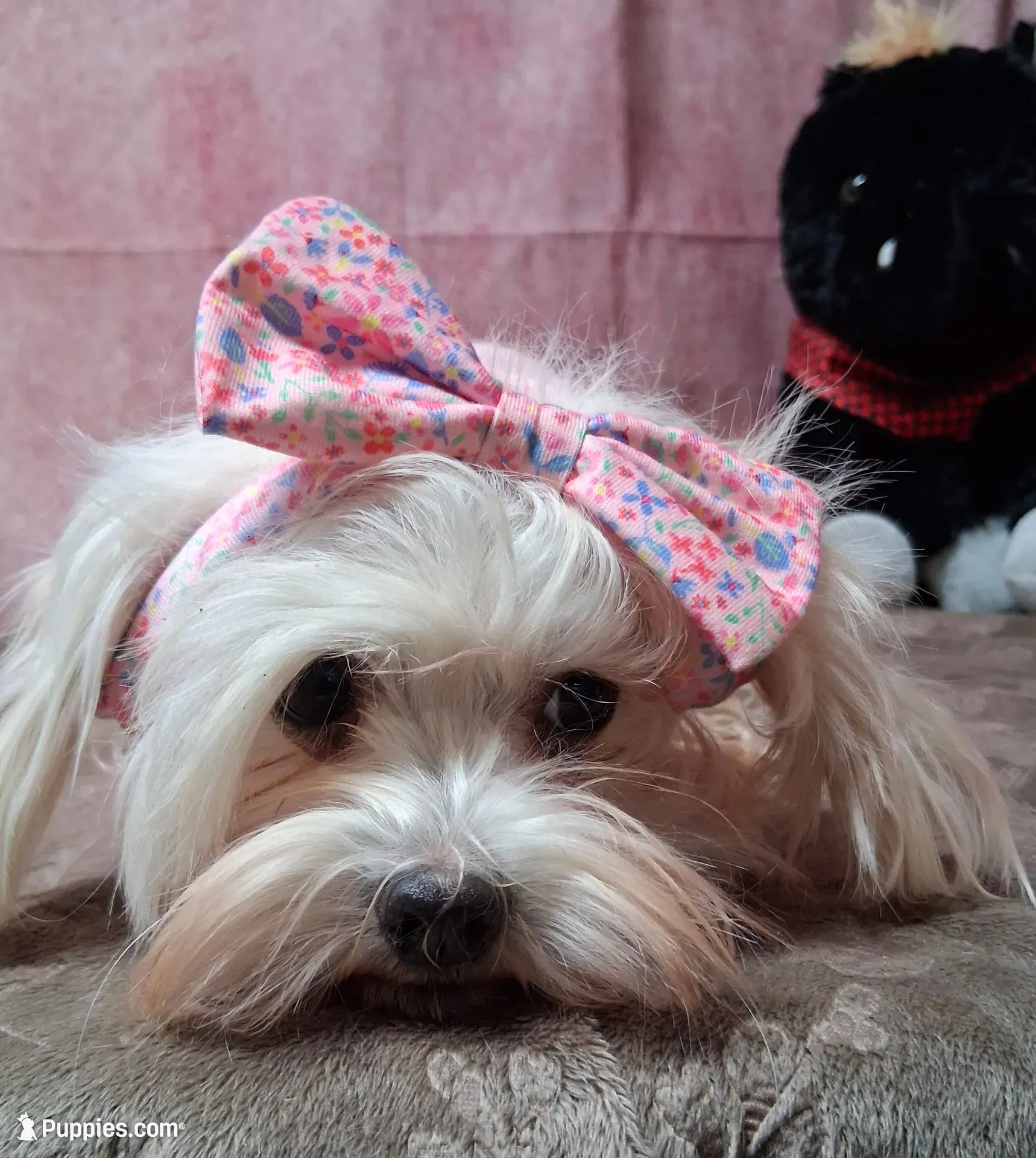 Tilly, a female Morkie for sale in Mexico, MO – 5 of 5