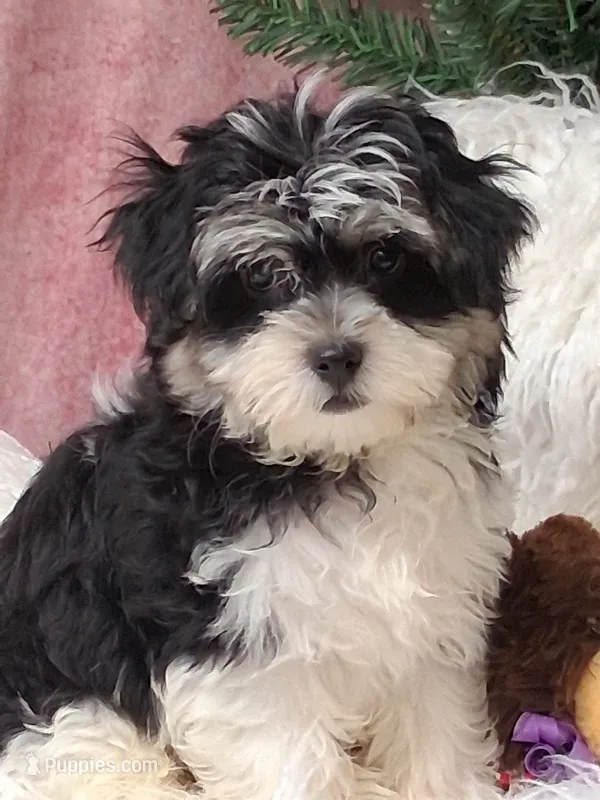 Liberty  – Havanese puppy for sale in Mexico, MO