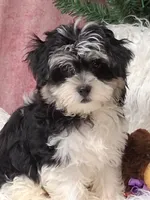Liberty , a male Havanese for sale in Mexico, MO – 1 of 7