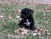 Tucker, a male Havapoo for sale in Mexico, MO – 8 of 8