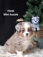 Hank, a male Miniature Australian Shepherd for sale in Mexico, MO – 2 of 8