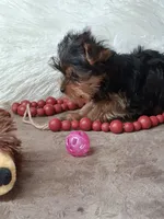 Luke, a male Yorkshire Terrier for sale in Mexico, MO – 5 of 6