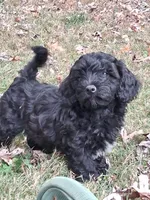 Toby, a male Havapoo for sale in Mexico, MO – 4 of 7