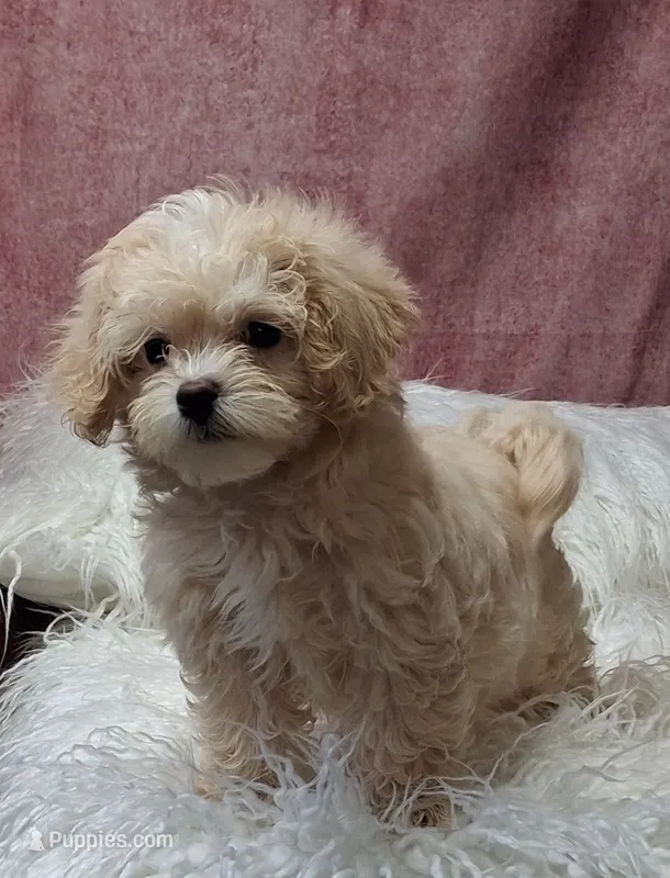 KENDI  – Maltipoo puppy for sale in Mexico, MO