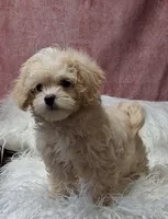 KENDI , a female Maltipoo for sale in Mexico, MO – 1 of 4