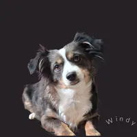 Cinnamon, a female Miniature Australian Shepherd for sale in Mexico, MO – Photo 9 of 9