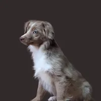 Cinnamon, a female Miniature Australian Shepherd for sale in Mexico, MO – Photo 3 of 9