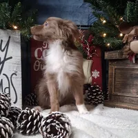 Cinnamon, a female Miniature Australian Shepherd for sale in Mexico, MO – Photo 5 of 9