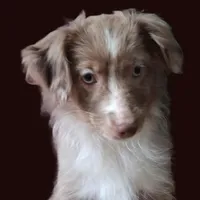 Cinnamon, a female Miniature Australian Shepherd for sale in Mexico, MO – Photo 2 of 9
