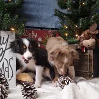 Cinnamon, a female Miniature Australian Shepherd for sale in Mexico, MO – Photo 7 of 9