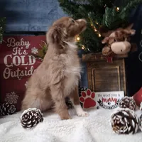 Cinnamon, a female Miniature Australian Shepherd for sale in Mexico, MO – Photo 6 of 9