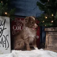 Cinnamon, a female Miniature Australian Shepherd for sale in Mexico, MO – Photo 1 of 9