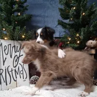 Cinnamon, a female Miniature Australian Shepherd for sale in Mexico, MO – Photo 4 of 9
