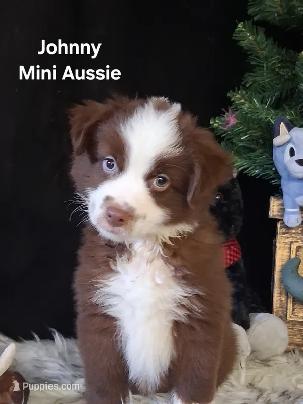 Johnny – Miniature Australian Shepherd puppy for sale in Mexico, MO