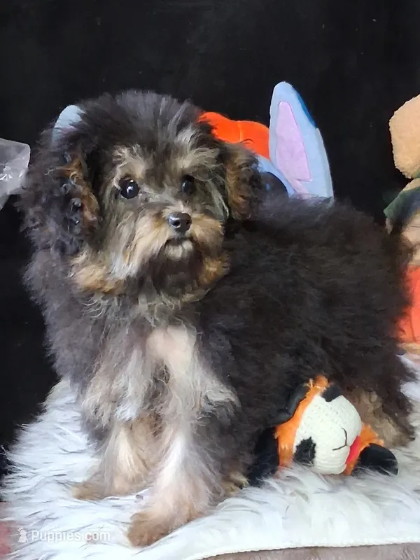 Gyspy  – Yorkipoo puppy for sale in Mexico, MO