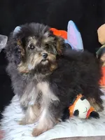 Gyspy , a female Yorkipoo for sale in Mexico, MO – 1 of 7