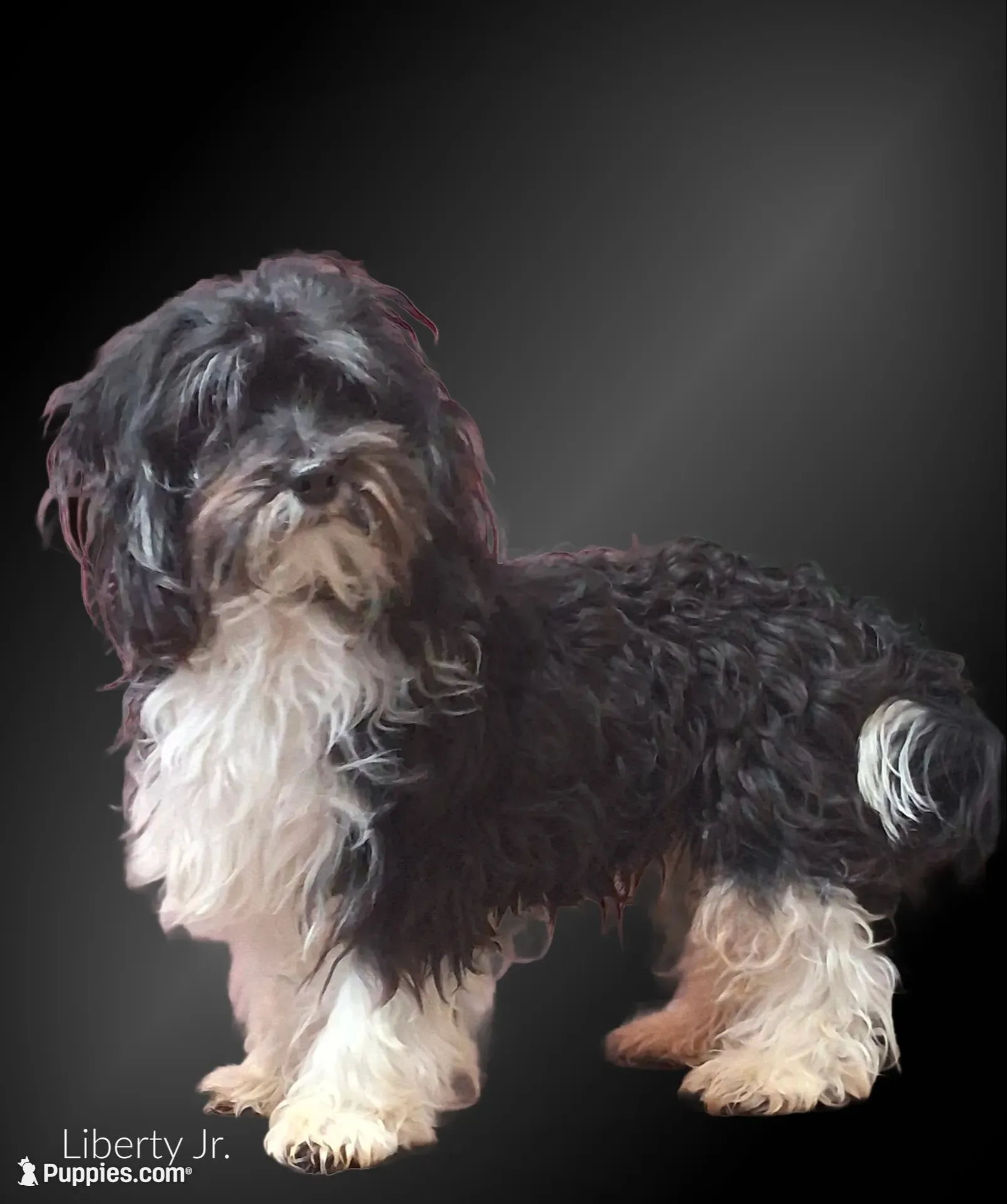 Liberty , a male Havanese for sale in Mexico, MO – 7 of 7