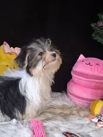Tilly, a female Morkie for sale in Mexico, MO – 2 of 5