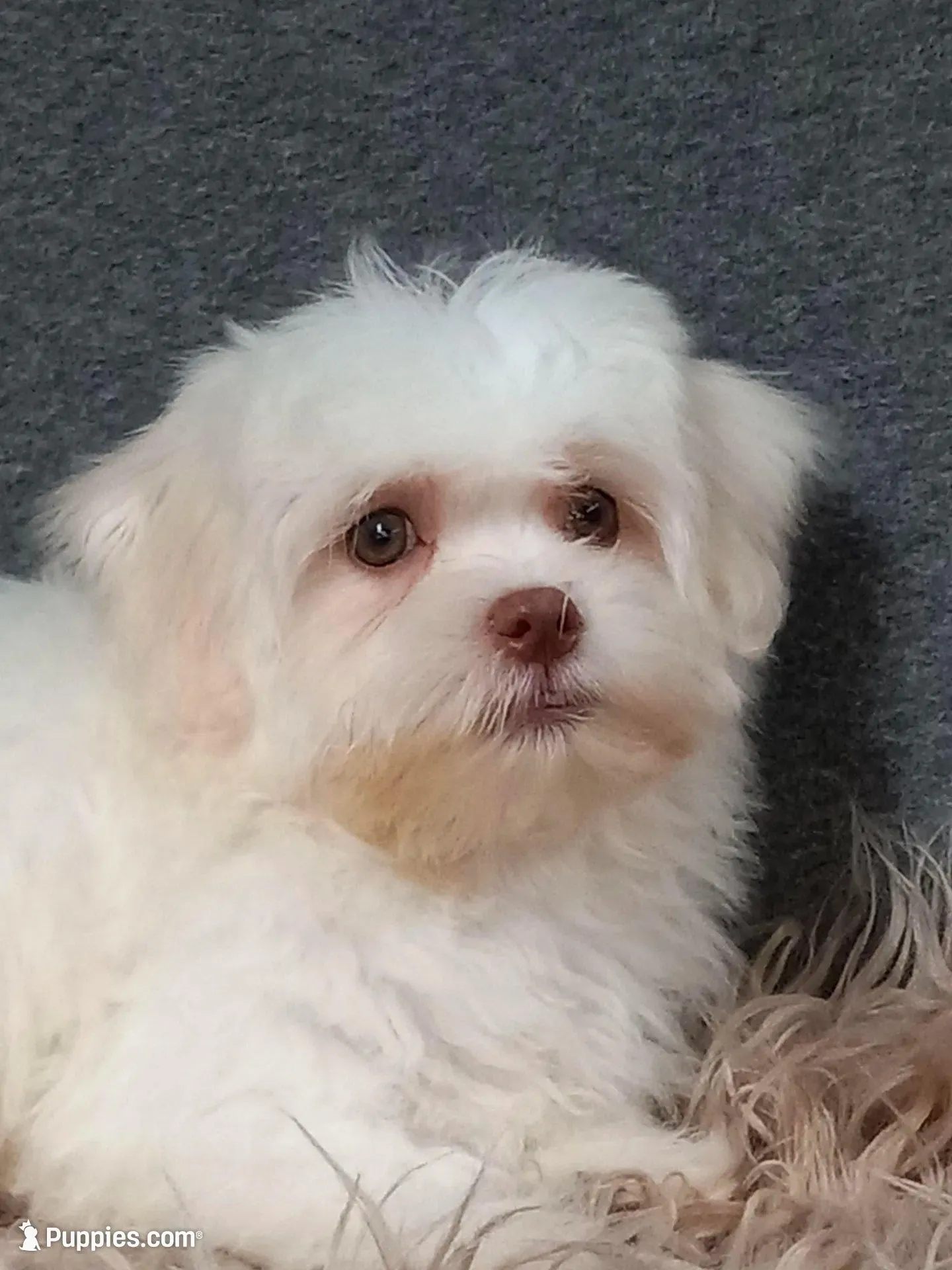 Cricket, a male Morkie for sale in Mexico, MO – Photo 4 of 5