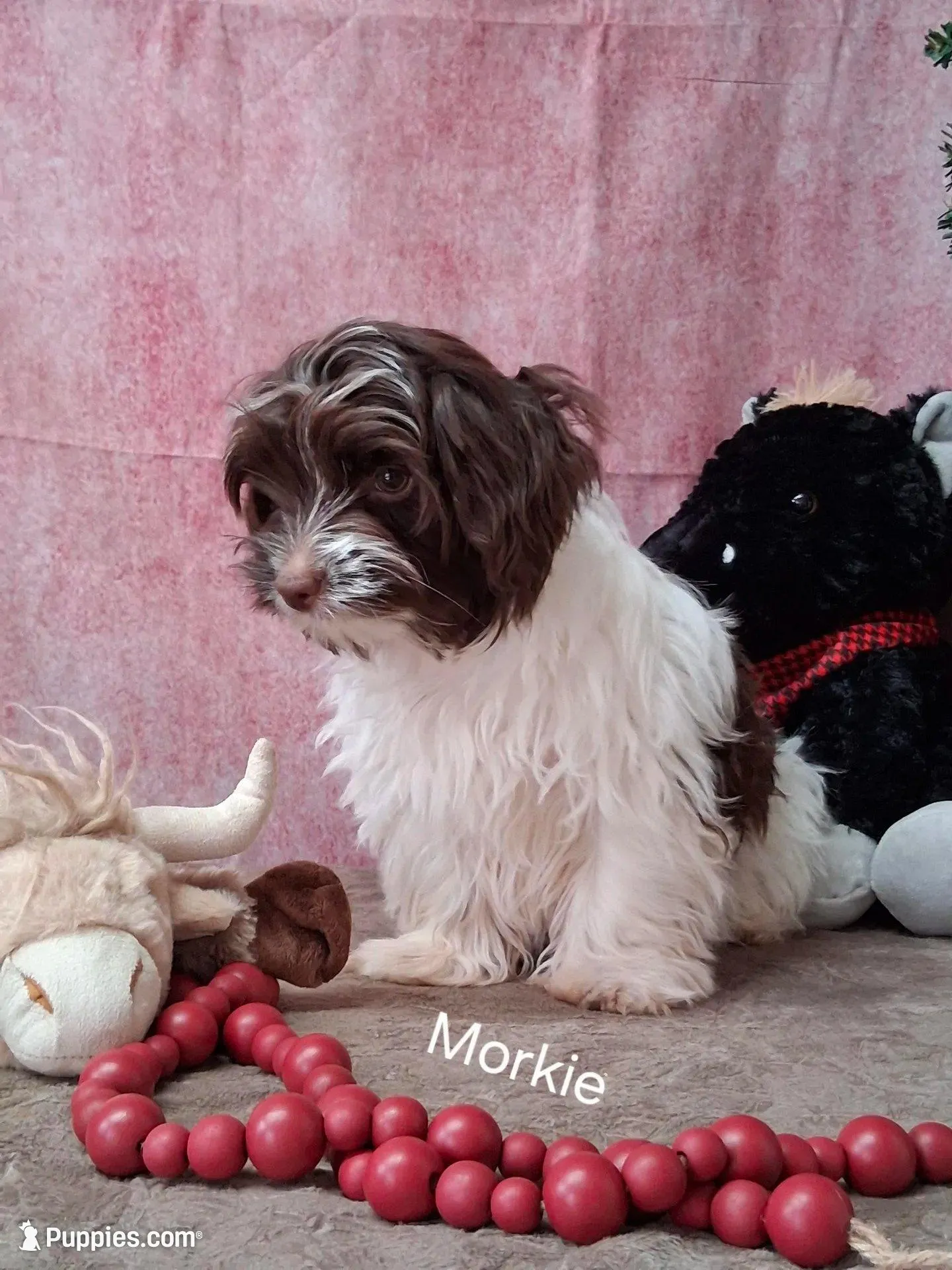 Cricket – Morkie puppy for sale in Mexico, MO