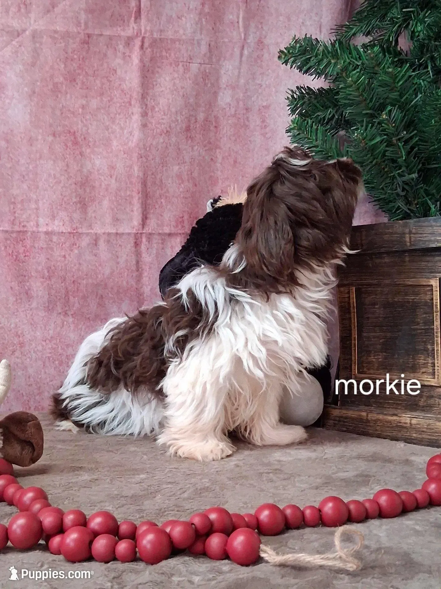 Cricket, a male Morkie for sale in Mexico, MO – Photo 3 of 5